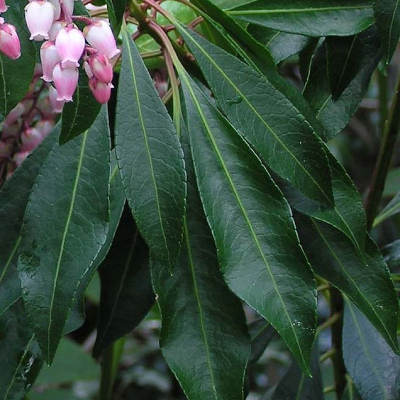 Schattenglöckchen Pink passion - Pieris japonica (Laub)