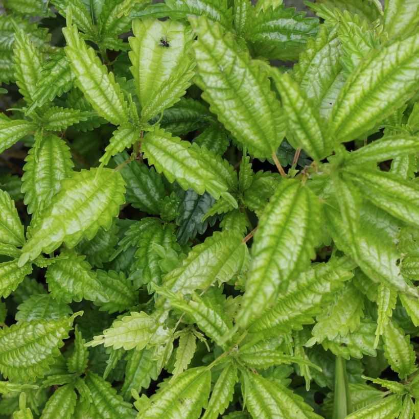 Pilea matsudai Taiwan Silver (Laub)