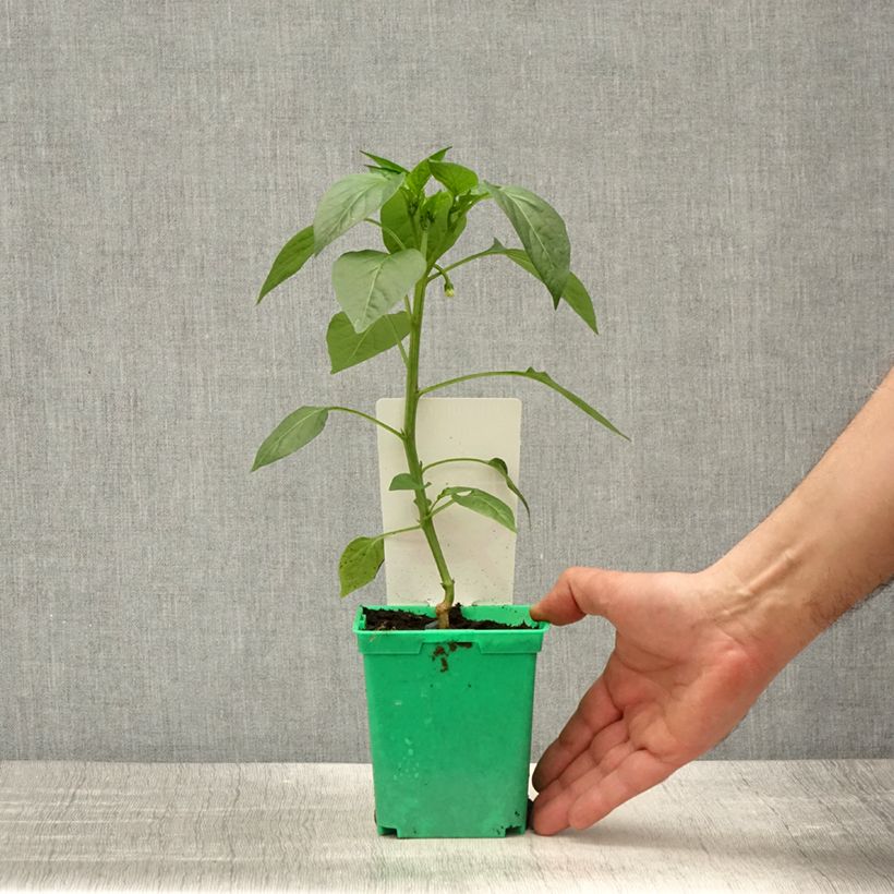 Exemplar von Piment Gorria en plants GREFFES Pot de 10,5 cm wie im Frühjahr geliefert