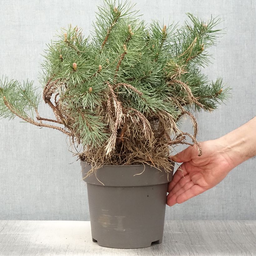 Exemplar von Pinus uncinata - Spirke StückGelieferte Höhe ca. 25/30cm wie im Frühjahr geliefert