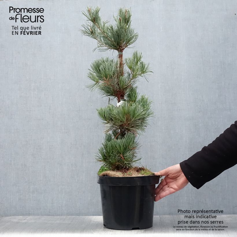 Exemplar von Pin blanc des japonais - Pinus parviflora Tempelhof Pot de 7,5L/10L wie im Winter geliefert