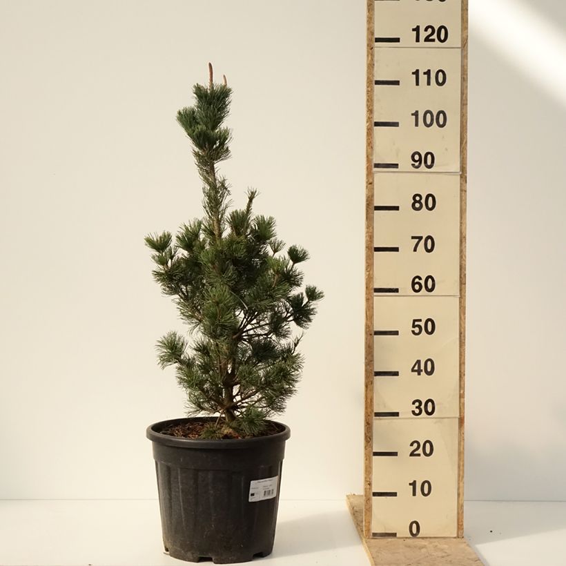 Exemplar von Pinus parviflora Iribune - Mädchen-Kiefer Topf mit 18L/20LGelieferte Höhe ca. 60/70cm wie im Winter geliefert