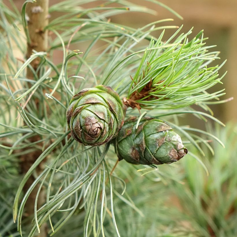 Pinus parviflora Bergman - Mädchen-Kiefer (Ernte)