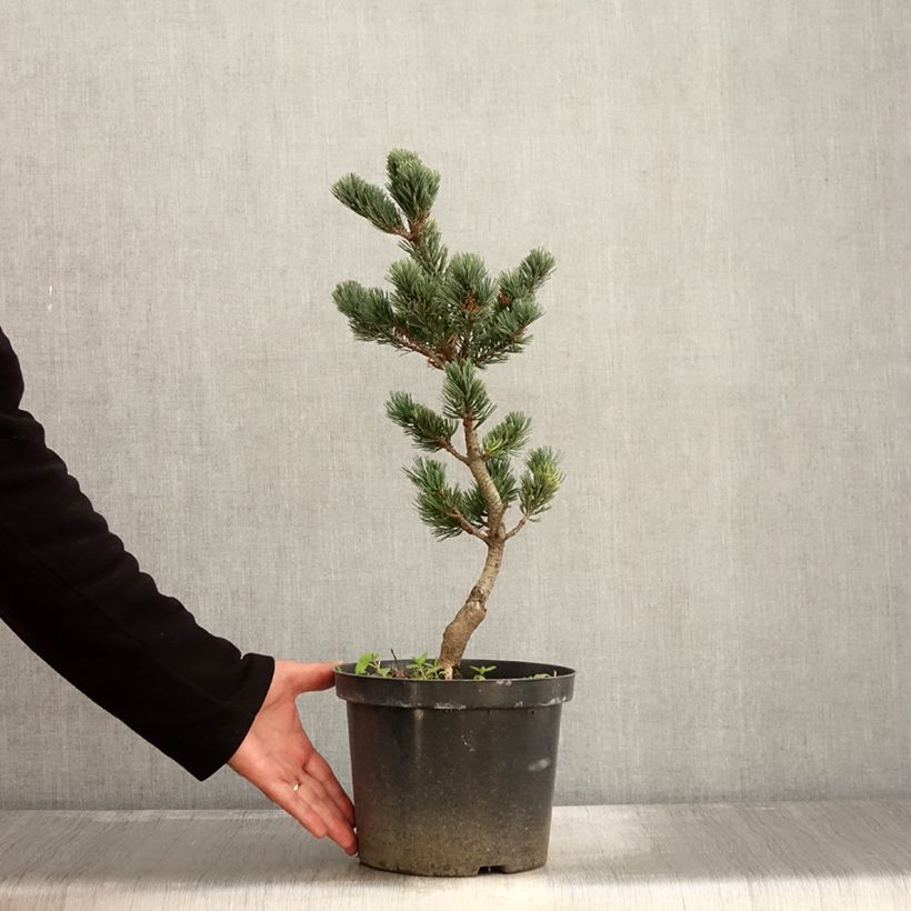 Exemplar von Pin blanc du Japon - Pinus parviflora Fukai  Pot de 4L/5L wie im Herbst geliefert