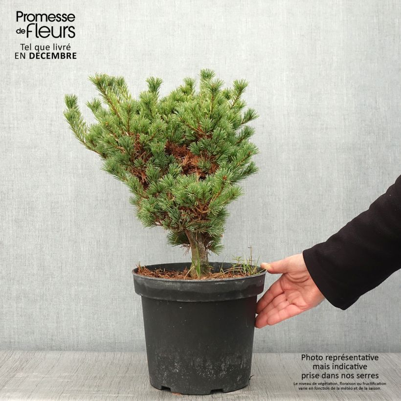 Exemplar von Pinus parviflora Kokuho - Mädchen-Kiefer wie im Herbst geliefert