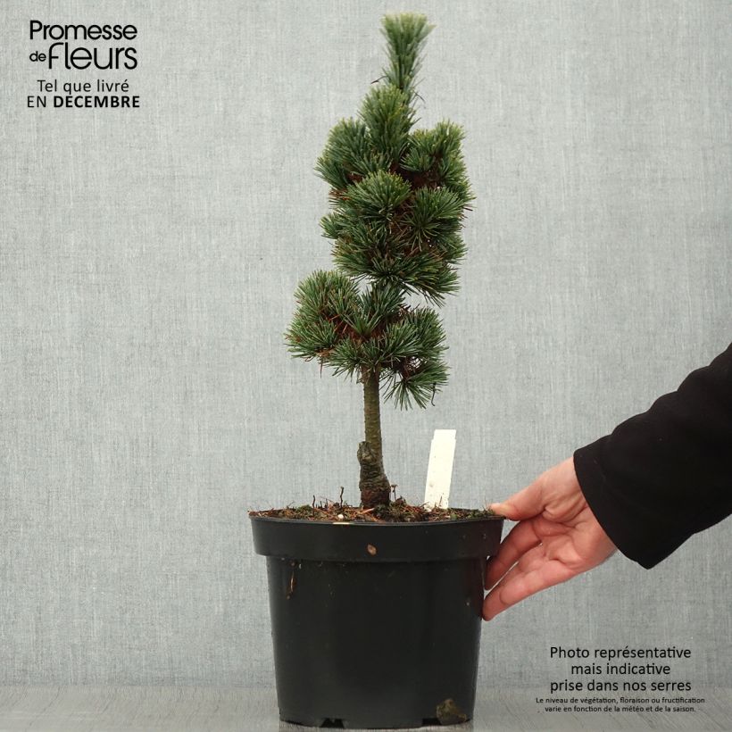 Exemplar von Pin cembro nain - Pinus cembra Compacta Glauca Pot de 4L/5L wie im Herbst geliefert