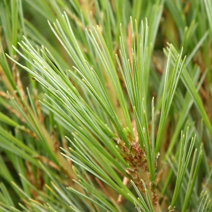 Pinus wallichiana Densa Hill - Himalaya-Kiefer (Laub)