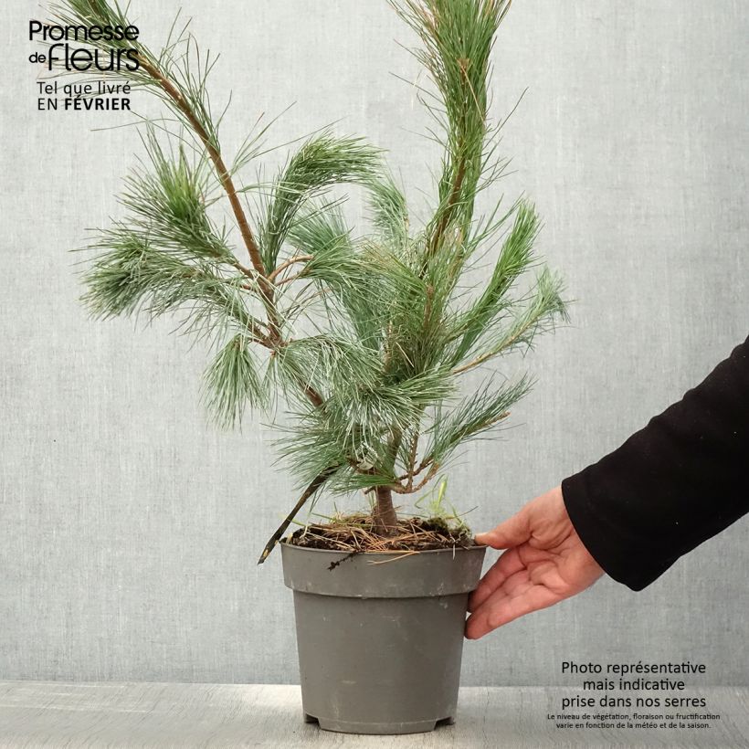 Exemplar von Pin de l'Himalaya - Pinus wallichiana Densa Hill - Pot de 3L/4L wie im Winter geliefert