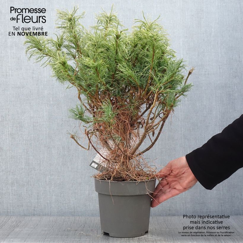 Exemplar von Pinus strobus Green Twist - Weymouths-Kiefer wie im Herbst geliefert