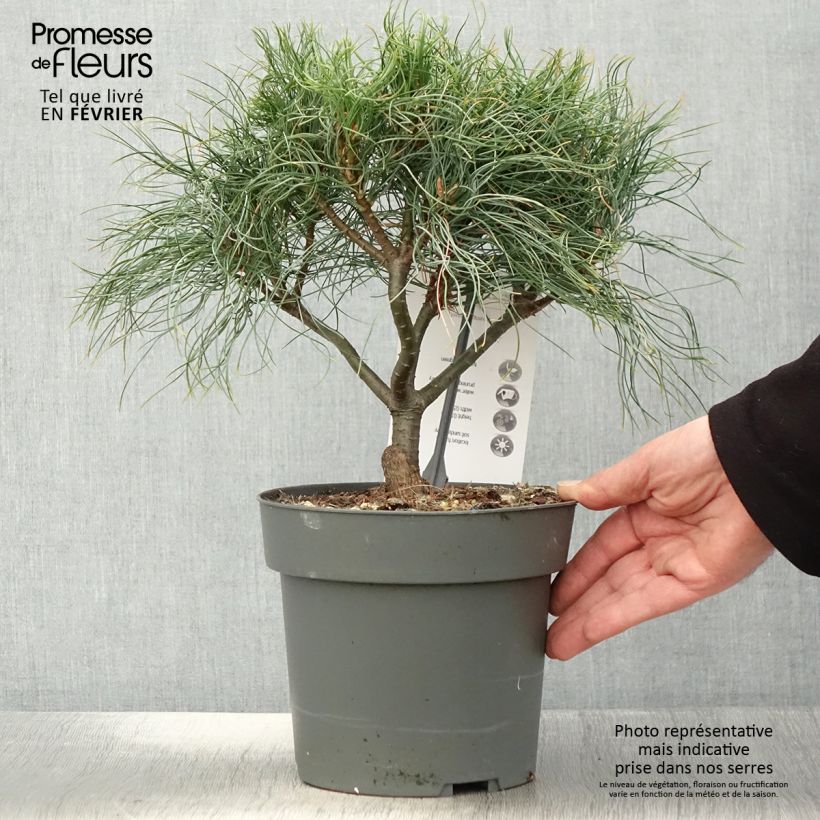 Exemplar von Pin de Weymouth nain - Pinus strobus Green Twist - Pot de 2L/3L wie im Winter geliefert