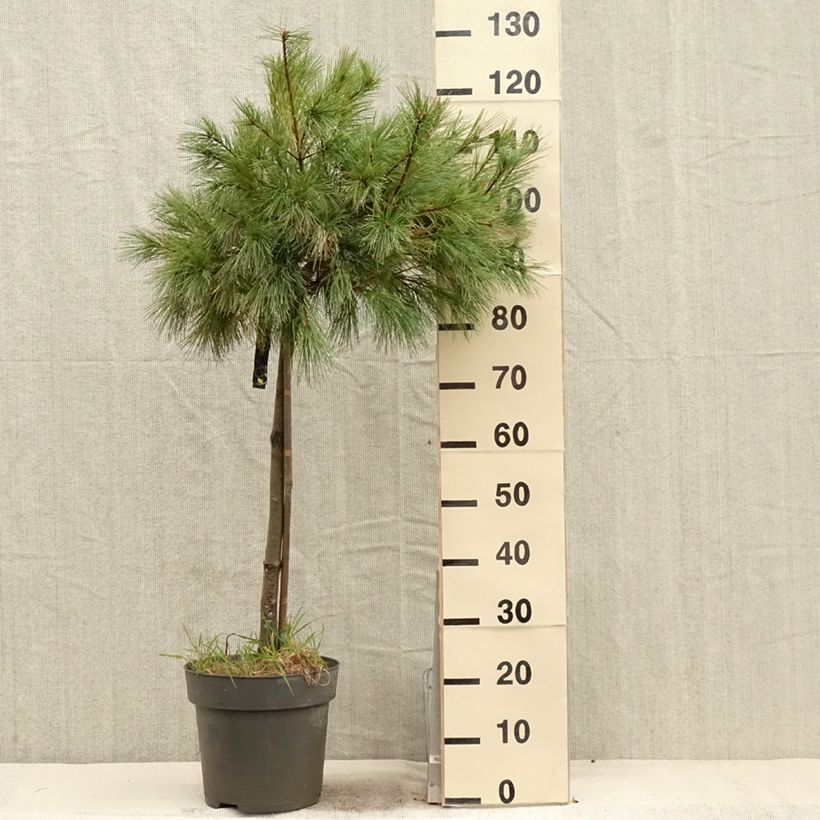 Exemplar von Pinus strobus Mary Butler - Weymouths-Kiefer Topf mit 7,5L/10LGelieferte Höhe ca. 70/80cm wie im Frühjahr geliefert