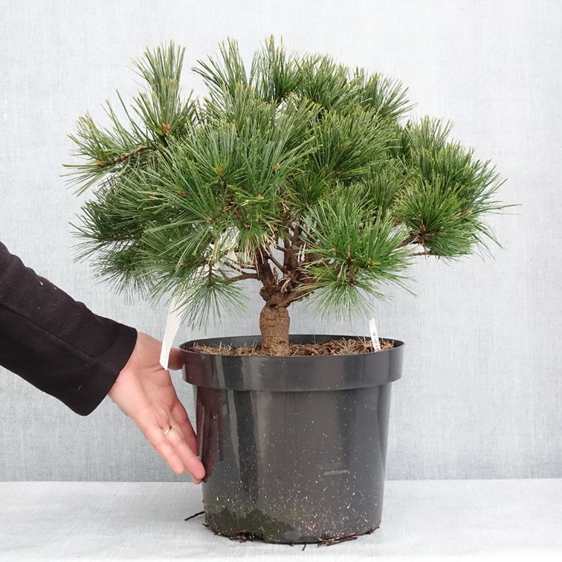 Exemplar von Pinus strobus Minuta - Weymouths-Kiefer Topf mit 7,5L/10LGelieferte Höhe ca. 30/40cm wie im Winter geliefert