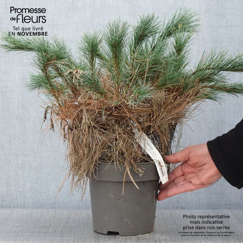 Exemplar von Pin de Weymouth nain - Pinus strobus Niagara Falls - Pot de 3L/4L wie im Herbst geliefert