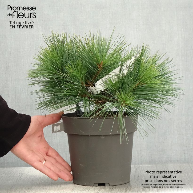 Exemplar von Pinus strobus Niagara Falls - Weymouths-Kiefer Topf mit 3L/4L wie im Winter geliefert