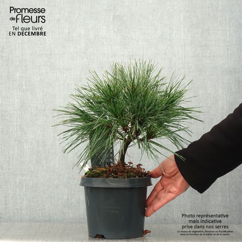 Exemplar von Pin de Weymouth nain - Pinus strobus Radiata Pot de 3L wie im Herbst geliefert