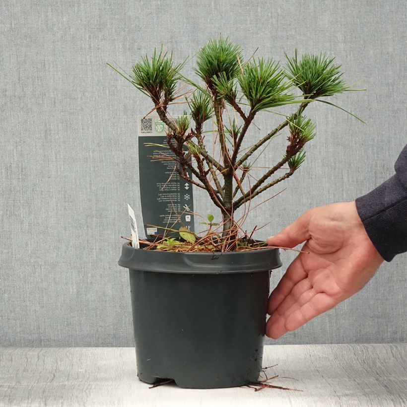 Exemplar von Pin de Weymouth nain - Pinus strobus Radiata Pot de 3L wie im Sommer geliefert