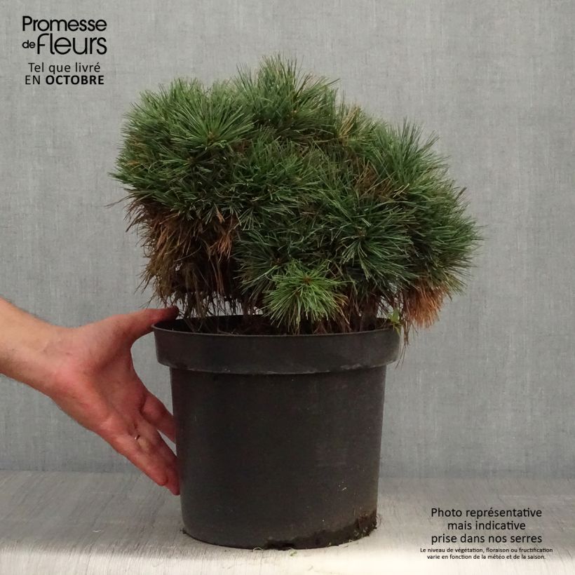 Exemplar von Pin de Weymouth - Pinus strobus Ontario                        Pot de 7,5L/10L wie im Herbst geliefert