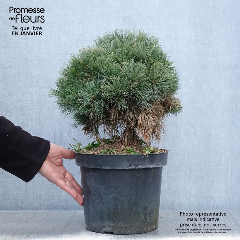 Exemplar von Pin de Weymouth - Pinus strobus Ontario                        Pot de 7,5L/10L wie im Winter geliefert