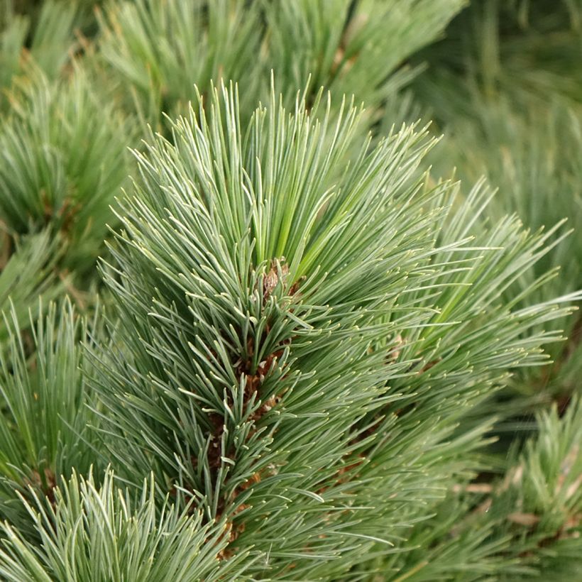 Pinus strobus Secrest - Weymouths-Kiefer (Laub)