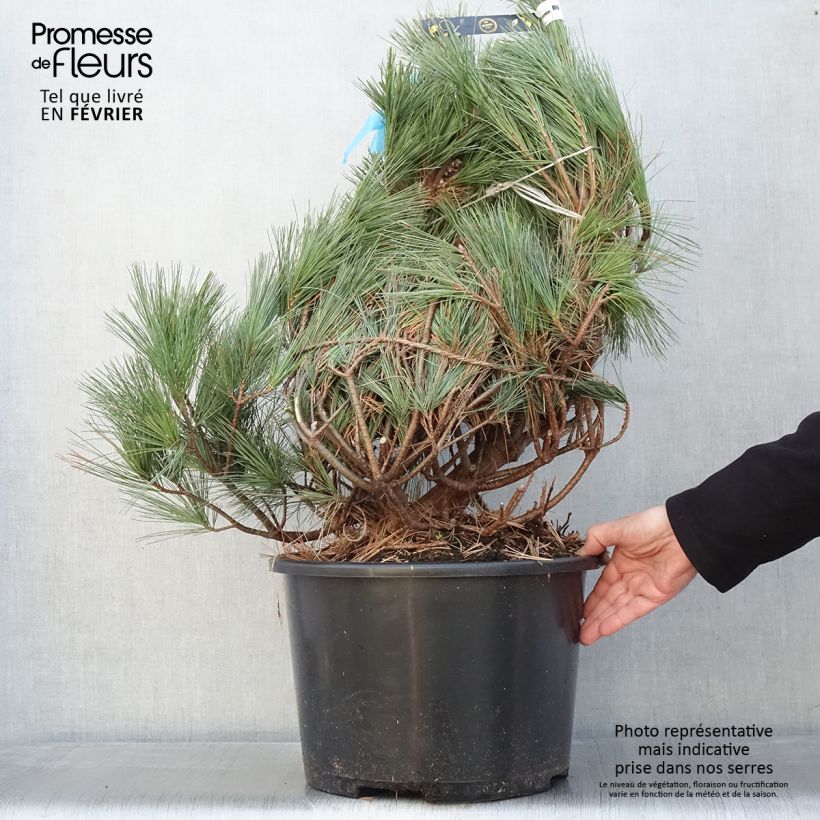 Exemplar von Pinus strobus Secrest - Weymouths-Kiefer StückGelieferte Höhe ca. 50/60cm wie im Winter geliefert