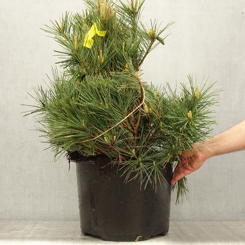 Exemplar von Pinus strobus Secrest - Weymouths-Kiefer StückGelieferte Höhe ca. 50/60cm wie im Frühjahr geliefert