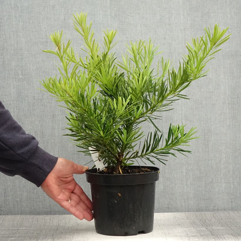 Exemplar von Podocarpus macrophyllus - Großblättrige Steineibe Topf mit 2L/3LGelieferte Höhe ca. 20/25cm wie im Sommer geliefert