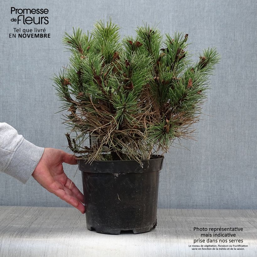 Exemplar von Pin noir nain - Pinus nigra Nana en pot de 4L/5L wie im Herbst geliefert