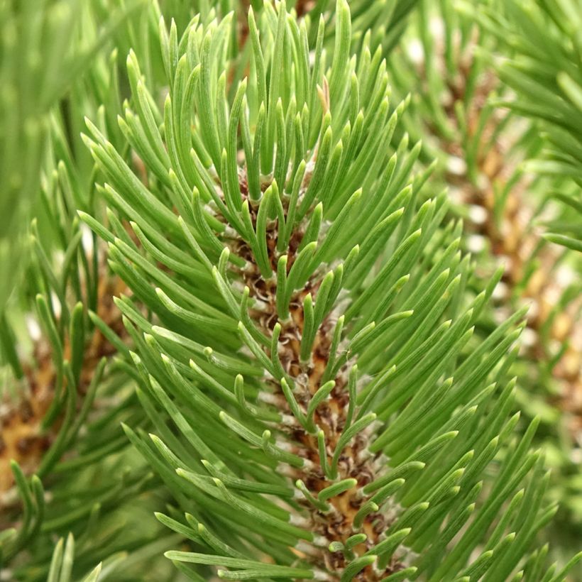 Pinus nigra Oregon Green - Schwarzkiefer (Laub)