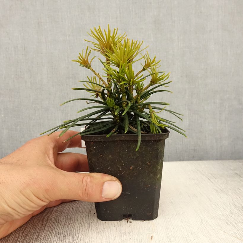 Exemplar von Sciadopitys verticillata - Japanische Schirmtanne Kleine Töpfe von 8/9 cm wie im Frühjahr geliefert