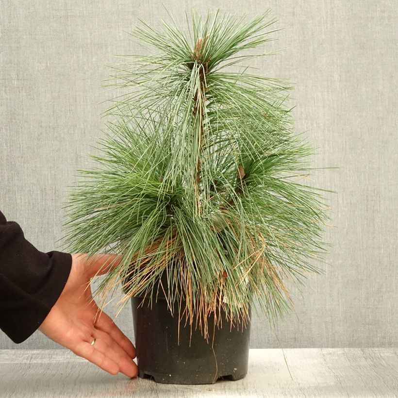 Exemplar von Pin - Pinus schwerinii Wiethorst en pot de 2l/3l wie im Herbst geliefert