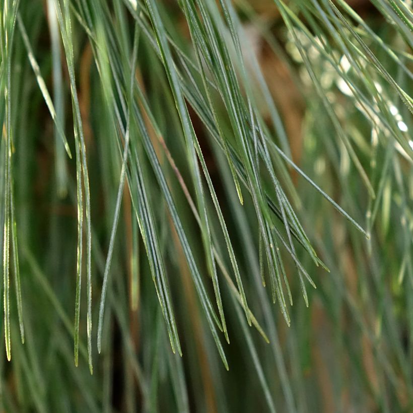 Pinus schwerinii Wiethorst - Zapfenkiefer (Laub)