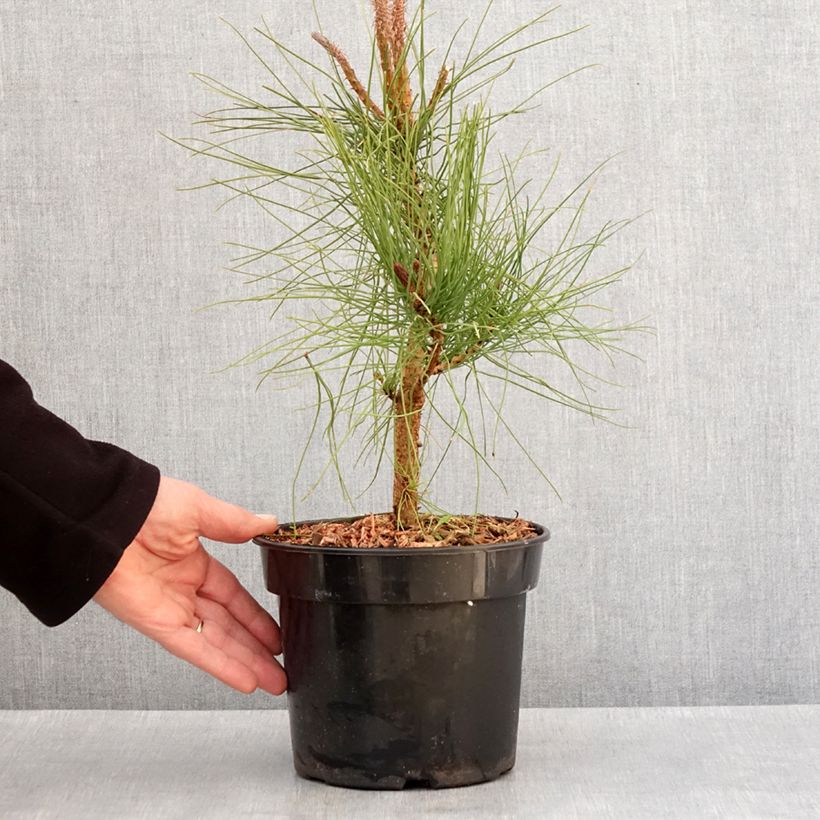 Exemplar von Pinus ponderosa - Ponderosa-Kiefer Topf mit 3L/4LGelieferte Höhe ca. 30/40cm wie im Winter geliefert