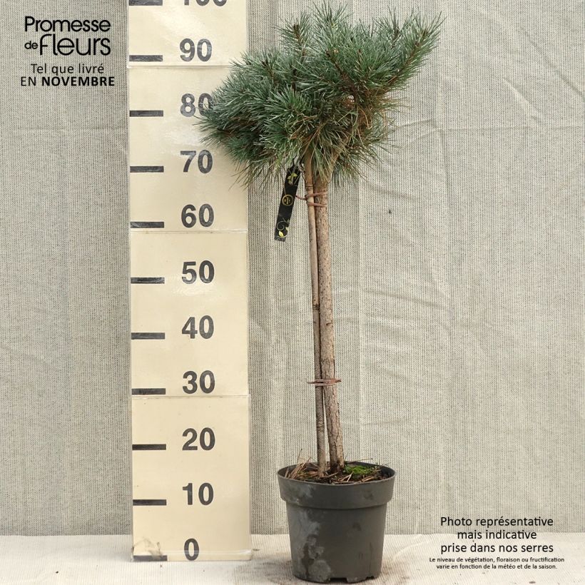 Exemplar von Pinus sylvestris Chantry Blue - Wald-Kiefer wie im Herbst geliefert