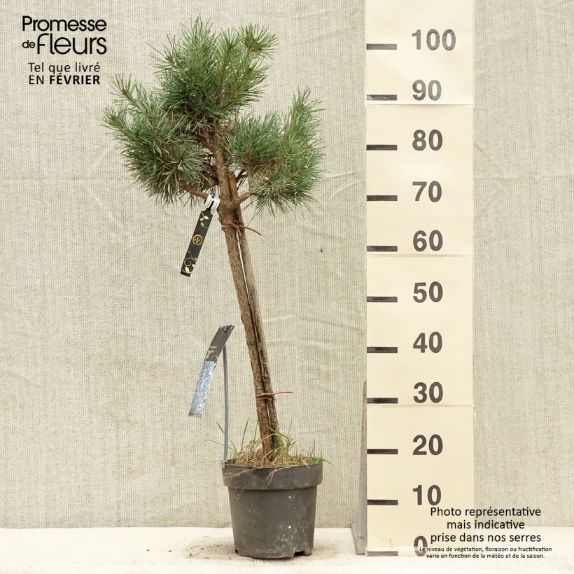 Exemplar von Pin sylvestre nain - Pinus sylvestris Chantry Blue - Pot  wie im Winter geliefert