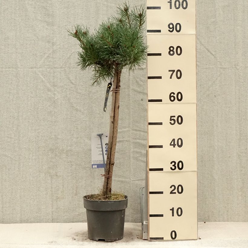 Exemplar von Pinus sylvestris Chantry Blue - Wald-Kiefer StückGelieferte Höhe ca. 50/60cm wie im Frühjahr geliefert