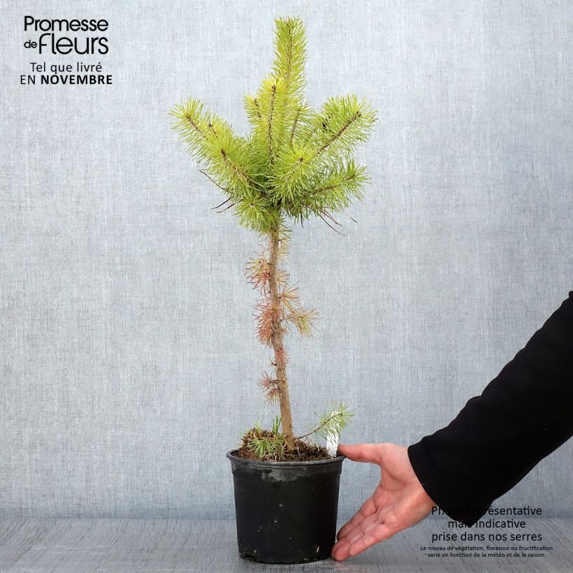 Exemplar von Pin sylvestre - Pinus sylvestris en pot de 2/3L wie im Herbst geliefert