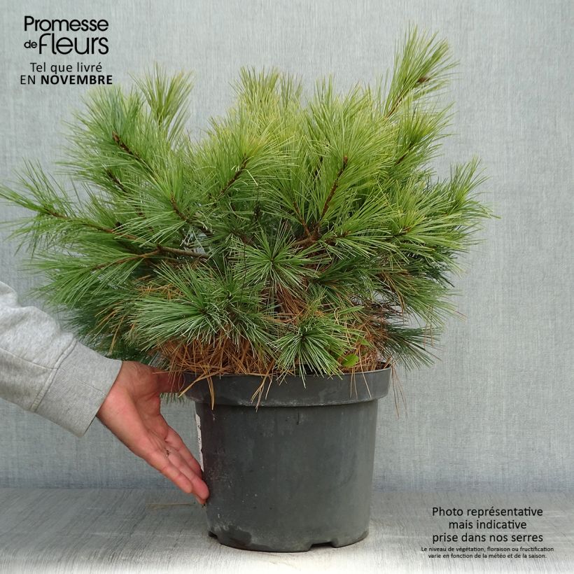 Exemplar von Pinus strobus Blue Shag - Weymouths-Kiefer wie im Herbst geliefert