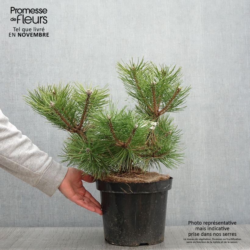 Exemplar von Pinus densiflora Jane Kluis - Japanische Kiefer wie im Herbst geliefert