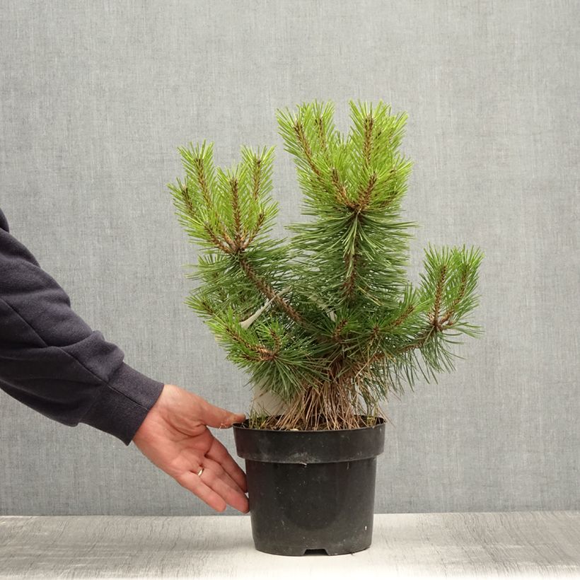 Exemplar von Pinus densiflora Jane Kluis - Japanische Kiefer Topf mit 2L/3LGelieferte Höhe ca. 15/20cm wie im Sommer geliefert