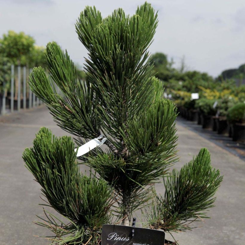 Pinus heldreichii Satellit - Schlangenhaut-Kiefer (Laub)