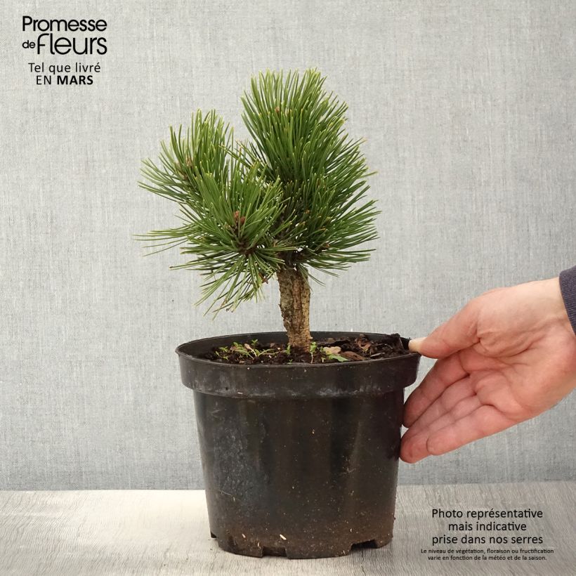 Exemplar von Pinus heldreichii Schmidtii - Pin de Bosnie Pot de 3L/4L wie im Frühjahr geliefert