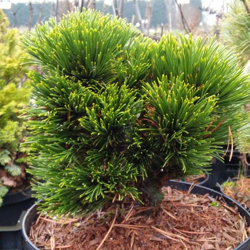 Pinus heldreichii Schmidtii - Schlangenhaut-Kiefer (Hafen)