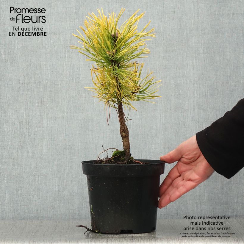 Exemplar von Pinus mugo Golden Glow - Bergkiefer wie im Herbst geliefert