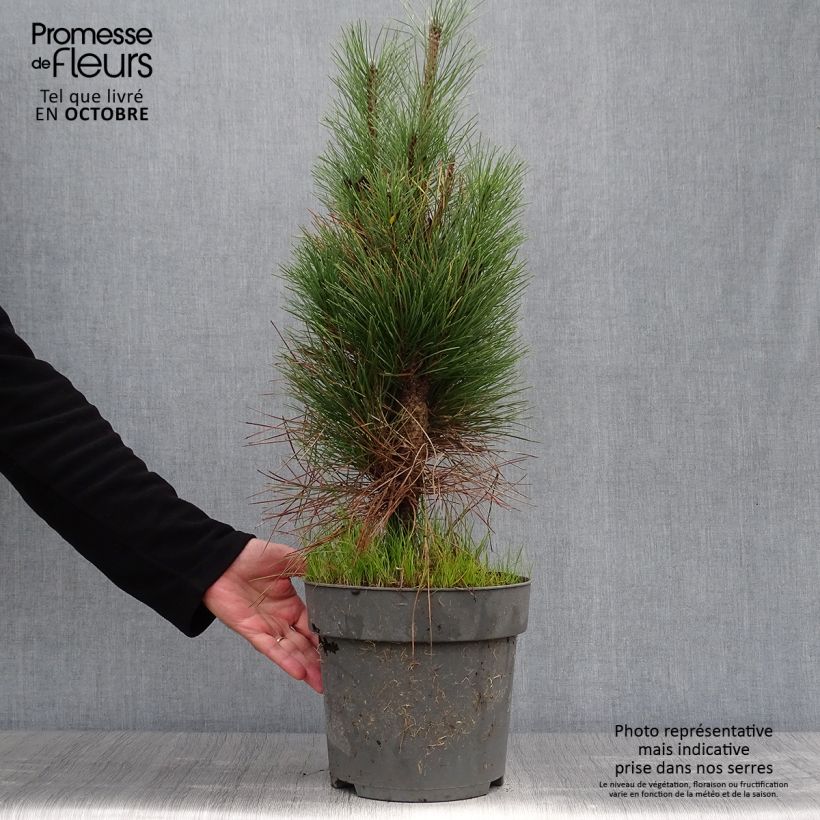 Exemplar von Pinus nigra Green Tower - Schwarzkiefer wie im Herbst geliefert