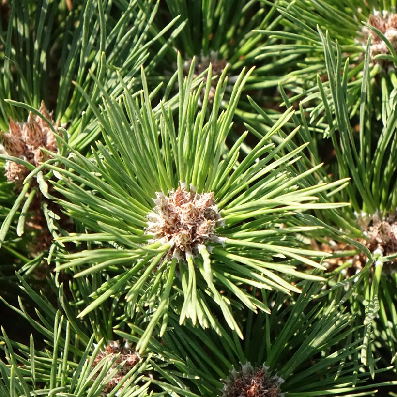 Pinus nigra Brégeon - Schwarzkiefer (Laub)