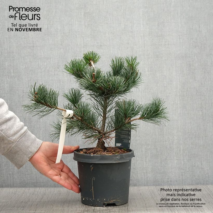 Exemplar von Pinus parviflora Negishi - Mädchen-Kiefer wie im Herbst geliefert