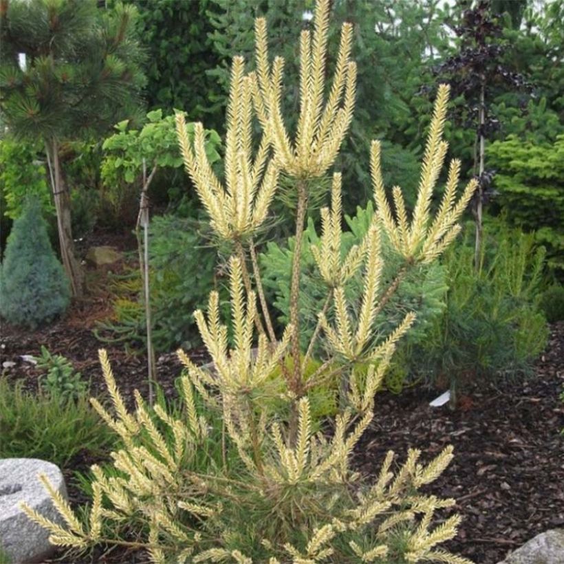 Pinus sylvestris Bialogon - Wald-Kiefer (Laub)