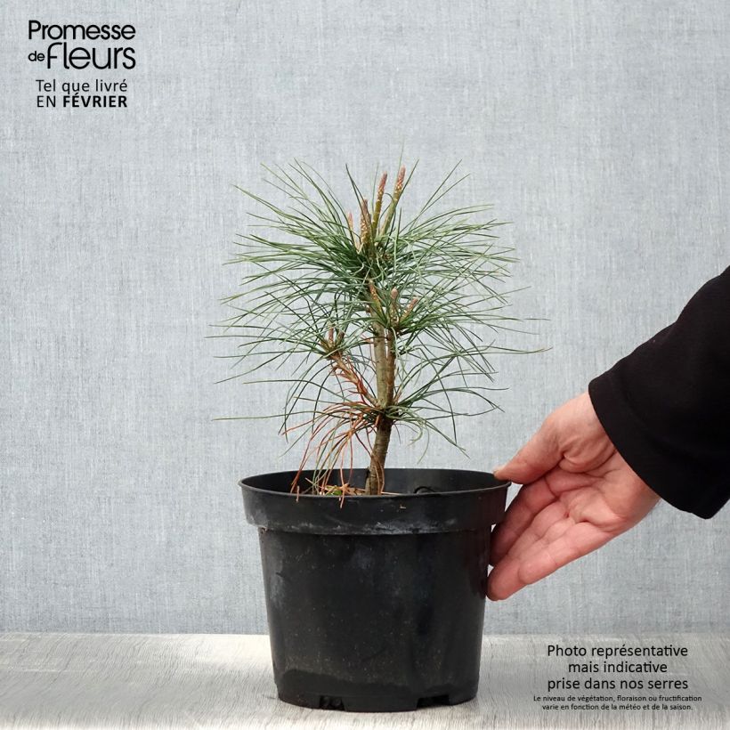 Exemplar von Pinus wallichiana - Pinus griffithii - Pin pleureur de l'Himalaya Pot de 3L/4L wie im Winter geliefert