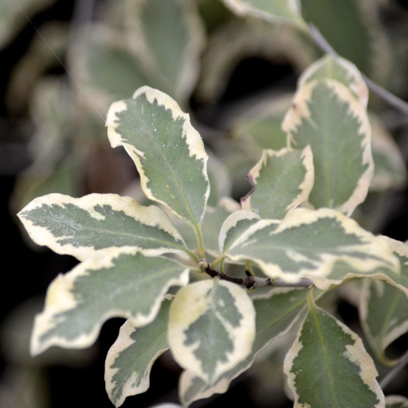 Pittosporum tenuifolium Variegatum (Laub)