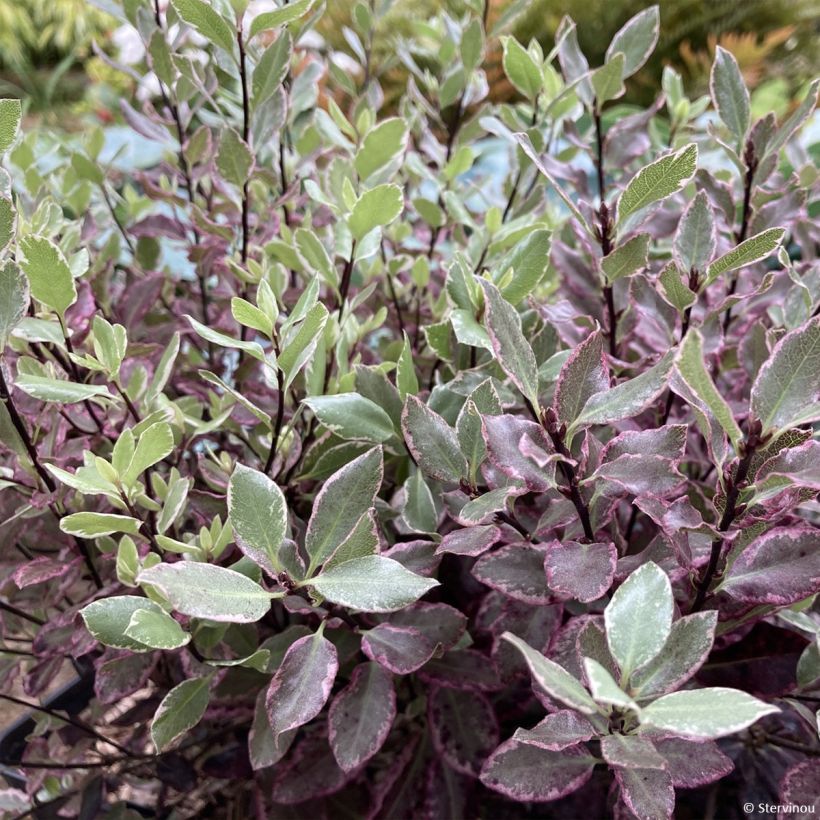 Pittosporum tenuifolium Bannow Bay (Laub)